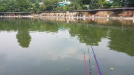 8당붕어 > 새말낚시터에서 4시간 폭풍입질 : 낚시사랑
