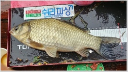 어신 > 용인 송전지 미성집에서의 진한 손맛. : 낚시사랑