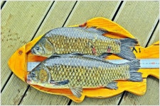 어신 > 박암리 둠벙의 강촌 낚시터 : 낚시사랑