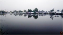 어신 > 힘 좋은 향붕어와 잉붕어가 마릿수로... : 낚시사랑