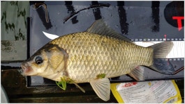 어신 > 충주 화곡낚시터 : 낚시사랑