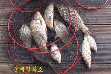 은물결2 > 입질이 확 살아났습니다! : 낚시사랑