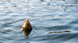 도비2 > 백지리 낚시터 조행기 : 낚시사랑
