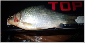 어신 > 멋진 풍경속의 충주호 문골낚시터 : 낚시사랑