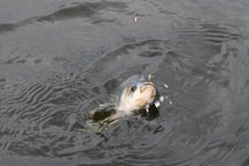 은물결2 > 피서 낚시 오세요!- 만정낚시터 : 낚시사랑