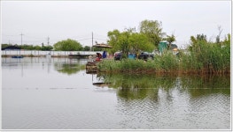 어신 > 영종 낚시터의 52cm 대물 붕어 : 낚시사랑