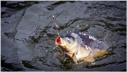 어신 > 대물 향어 낚시대회가 양평 대명낚시터에서 있었습니다. : 낚시사랑
