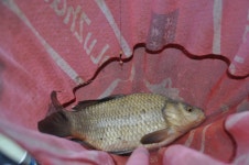 빨간풍차 > 안개낀 동교 낚시터 대박 : 낚시사랑