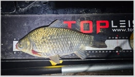 어신 > 오름수위 소식에 찾은 충주호 문골낚시터 : 낚시사랑