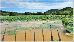 어신 > 그림같은 연밭 월랑낚시터의 대물붕어들 : 낚시사랑