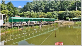 어신 > 특수 어종터 양평 대명낚시터 다녀 왔습니다. : 낚시사랑