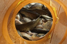 은물결2 > 설명이 필요 없어요! : 낚시사랑