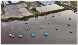 어신 > 물 빠지고 더 잘 나오는 송전지 창신좌대 : 낚시사랑