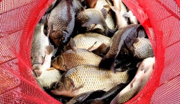 강호지락 > 가을 비내리는 어은지 (수곡낚시터) : 낚시사랑