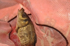 빨간풍차 > 추울때 몸통까지 찍어주는 초원낚시터 : 낚시사랑