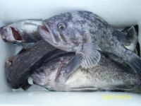 장고항경영호 바다낚시조황 > ◆11월3일 당진 장고항리 용무지항 경영호 조황사진◆제 2부 : 낚시사랑