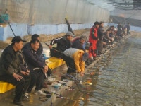 서해바다낚시 바다낚시조황 > ♥서해낚시터♥♥ 11/24(토) 하우스(실내) 개장 오전 대박 조황(2)............... : 낚시사랑