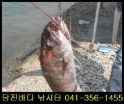 당진바다 바다낚시조황 > 5월5일 조황정보 및 행운의 주인공 : 낚시사랑