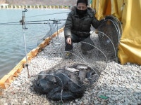 서울바다낚시터 바다낚시조황 > 3월15일(금요일)주말감성돔방류.개우럭 대박조황 입니다. : 낚시사랑