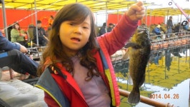 대원좌대 바다낚시조황 > 4월 26일 토요일 조황정보 : 낚시사랑