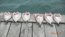 대원좌대 바다낚시조황 > 4월 26일 토요일 조황정보 : 낚시사랑