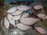 만길호루어선단 바다낚시조황 > 7월5일 외연도 광어다운샷 조황정보~~ : 낚시사랑  만길호루어선단 바다낚시조황 > 7월5일 외연도 광어다운샷... 