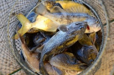 대원좌대 바다낚시조황 > [] 9월 6일 토요일 조황정보 : 낚시사랑