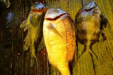 대원좌대 바다낚시조황 > [] 9월 6일 토요일 조황정보 : 낚시사랑