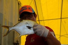 대원좌대 바다낚시조황 > [] 9월 6일 토요일 조황정보 : 낚시사랑