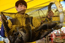 대원좌대 바다낚시조황 > [] 9월 6일 토요일 조황정보 : 낚시사랑