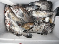 연안유선 바다낚시조황 > 인천 남항5월17일조황 14부까지올렸습니다 홈페이지 참조5월23일부터31일까지쭉 출조 합니다 : 낚시사랑