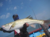 남항백마호 바다낚시조황 > 인천남항 백마3호 먼바다 농어외줄낚시...손맛 찐하게^^ : 낚시사랑