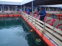 스타좌대 바다낚시조황 > [스타바다좌대낚시터] 10월26일 야간조황 및 10월27일 주간조황 : 낚시사랑