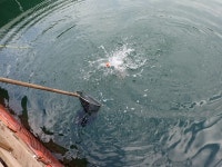 스타좌대 바다낚시조황 > [스타바다좌대낚시터] 10월27일 야간조황 및 10월28일 주간조황 : 낚시사랑