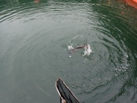 스타좌대 바다낚시조황 > [스타바다좌대낚시터] 10월28일 야간조황 및 10월29일 주간조황 : 낚시사랑