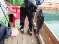 스타좌대 바다낚시조황 > [스타바다좌대낚시터] 10월28일 야간조황 및 10월29일 주간조황 : 낚시사랑