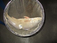 궁평바다낚시터 바다낚시조황 > 12월06일 (화)요일조황입니다. 오늘도묵직하고 씨알좋은우럭으로 실내활어작업을 했습니다.... 