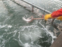 궁평바다낚시터 바다낚시조황 > 궁평바다실내낚시터 12월10일 (토)요일조황입니다. : 낚시사랑