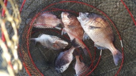 사계절바다낚시 바다낚시조황 > 영종사계절 바다낚시터 4월 27일(목)조황 : 낚시사랑