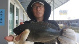 사계절바다낚시 바다낚시조황 > 영종사계절 바다낚시터 4월 27일(목)조황 : 낚시사랑
