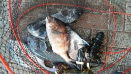 사계절바다낚시 바다낚시조황 > 영종사계절 바다낚시터 4월 27일(목)조황 : 낚시사랑