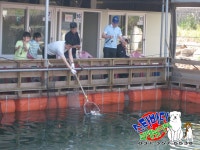 스타좌대 바다낚시조황 > [스타바다좌대낚시터] 5월 3일 수요일 주간조황 및 야간조황 : 낚시사랑