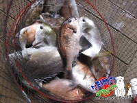 스타좌대 바다낚시조황 > [스타바다좌대낚시터] 5월 23일 화요일 주간조황 및 야간조황 : 낚시사랑