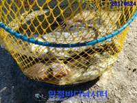 만정바다사랑 바다낚시조황 > 만정 바다 낚시터 5월 24일 (수) 조황정보 : 낚시사랑
