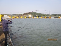 궁평바다낚시터 바다낚시조황 > 05월 29일(월) 조황입니다 - 봄바람이 살랑살랑부는 궁평의월요일 조황 입니다... : 낚시사랑