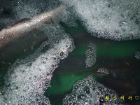 황산바다레져 바다낚시조황 > [황산레저바다낚시터] 9월 1일(금) 조황정보 : 낚시사랑