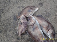 황산바다레져 바다낚시조황 > [황산레저바다낚시터] 9월 8일(금) 조황정보 : 낚시사랑