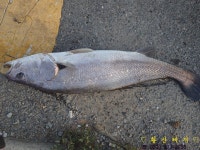 황산바다레져 바다낚시조황 > [황산레저바다낚시터] 9월 8일(금) 조황정보 : 낚시사랑