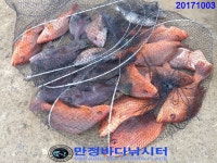 만정바다사랑 바다낚시조황 > 만정 바다 낚시터 10월 3일 (화) 조황정보 : 낚시사랑