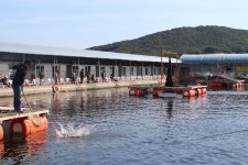 사계절바다낚시 바다낚시조황 > 영종 사계절 바다낚시터 10/4일 (수) 조황 : 낚시사랑